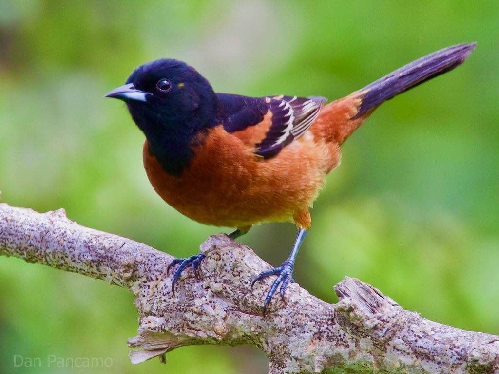Orchard Oriole by Dan Pancamo is licensed under CC BY-SA 2.0.